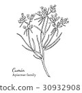 Ink cumin hand drawn sketch 30932908