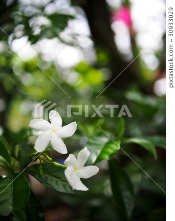white Gerdenia Crape Jasmine, white flowers  30933029