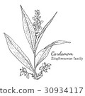 Ink cardamom hand drawn sketch 30934117