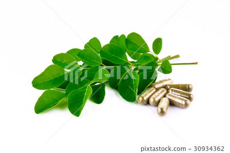 Horse radish tree, Drumstick 30934362