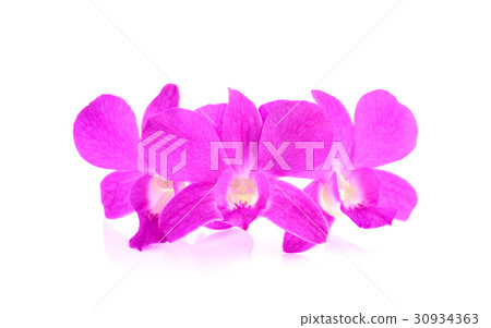 pink orchid phalaenopsis. 30934363