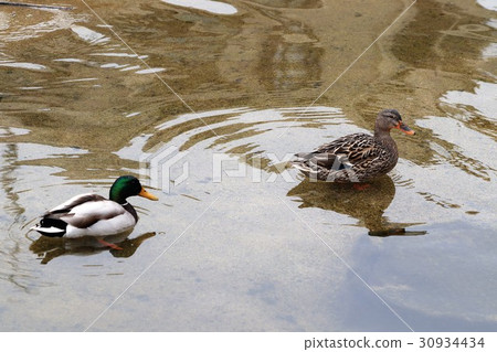 野生鳥類“野鴨:雄性:雌性”銀河系植物:大阪枚方市 野生鳥類“野鴨:雄性:雌性”銀河系植物:大阪枚方市 30934434