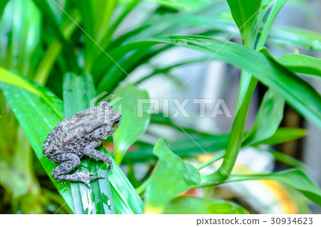 toad on pandan leaves toad on pandan leaves 30934623