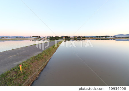 Spring rice fields Spring rice fields 30934906