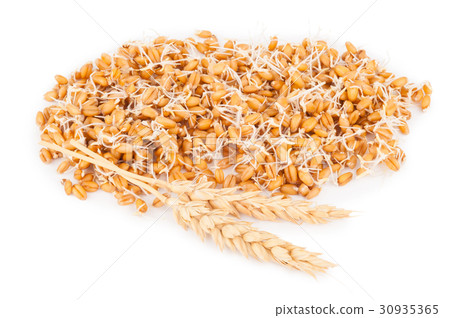 wheat germ with ears 30935365
