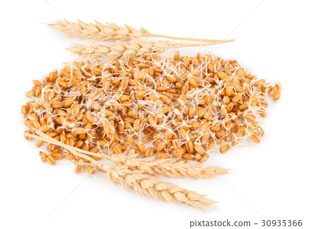 wheat germ with ears 30935366