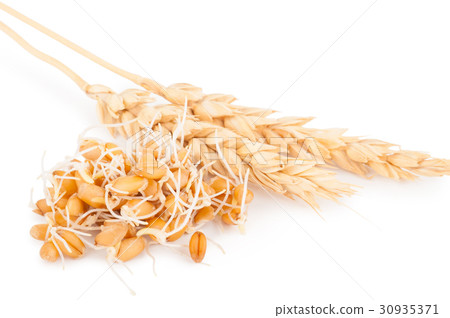 wheat germ with ears 30935371