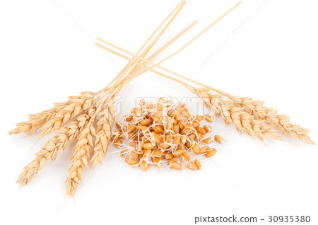 wheat germ with ears wheat germ with ears 30935380