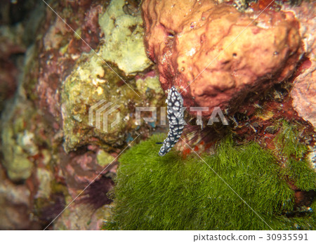 closed up the nudy branch in Anilao, Philippines closed up the nudy branch in Anilao, Philippines 30935591