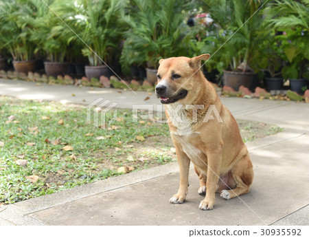 the thai fat strayed dog is sitting on the ground the thai fat strayed dog is sitting on the ground 30935592