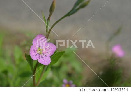 Red-and-white Yu 30935724