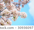 櫻花盛開 30936097