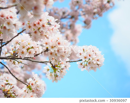 櫻花盛開 櫻花盛開 30936097