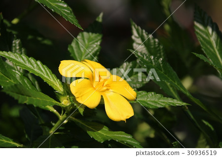 黃花 黃花 30936519