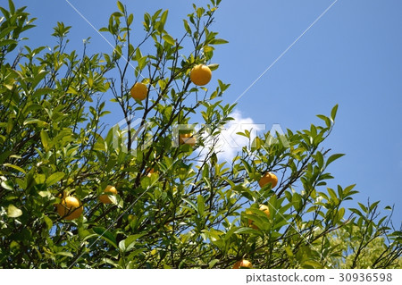 Summer oranges Summer oranges 30936598
