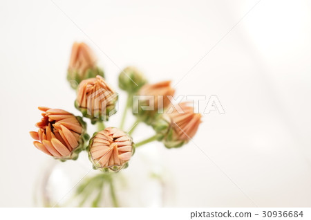 菊花菊花聽到 30936684