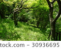 Fresh green tree 30936695