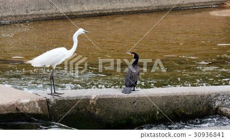 Mizudori "Cormorant & Daisyagi" Milky Way: Hirakata, Osaka 30936841