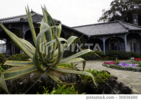 龍舌蘭龍舌蘭格洛弗花園 30936880