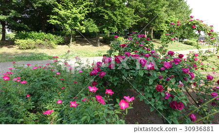 北Tamamuramachi公園的玫瑰 北Tamamuramachi公園的玫瑰 30936881
