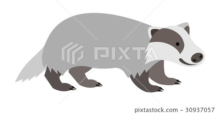 Cute smiling wild badger cartoon illustration 30937057