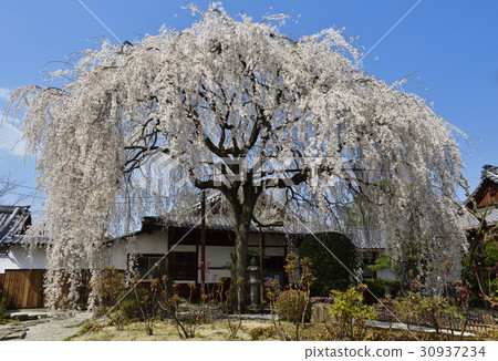 Honmaji Temple Underwood Cherry Blossoms 30937234