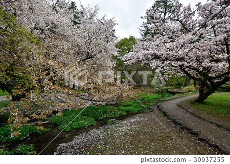 京都Miyuen櫻花 30937255