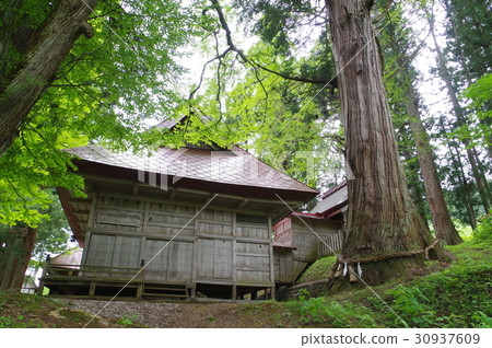 Shinshu Otari村大宮Su訪神社宮殿的神社和Shin Suwa Fumi Kamiya Ward主樓的中央存在/ 30937609