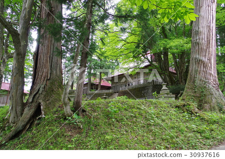 Shinshu Otari村的文化遺產Nakatani Omiya Suwa Shrine Shrine 200個。 Shinshu Otari村的文化遺產Nakatani Omiya Suwa Shrine Shrine 200個。 30937616