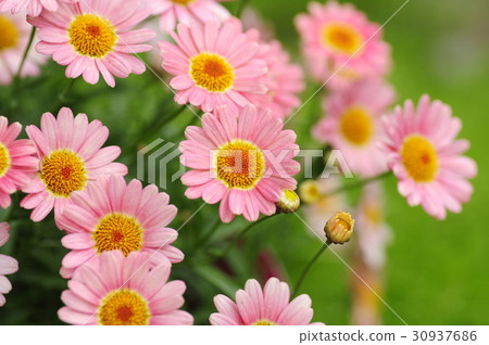 Pink marguerite 30937686