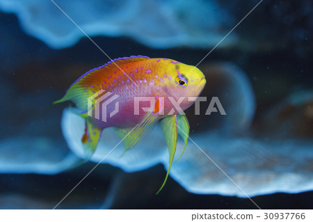 Nilami Hananai的男性 30937766