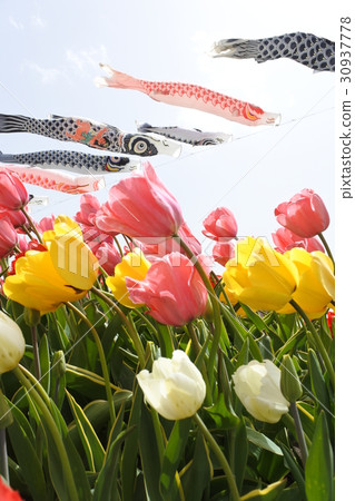 Carp streamers and swinging tulips Carp streamers and swinging tulips 30937778