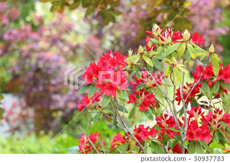 Rhododendron flower 30937783