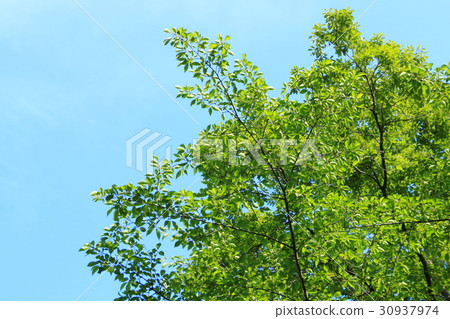 Fresh green (Hamakita City Hamakita Ward Forest Park) 30937974