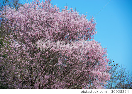 Cherry Blossoms Cherry Blossoms 30938234