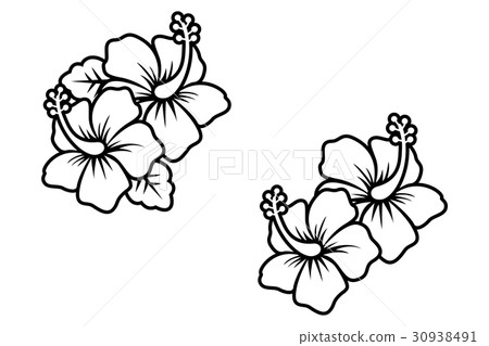 Flower · Illustration (Hibiscus / hibiscus) 02 Flower · Illustration (Hibiscus / hibiscus) 02 30938491