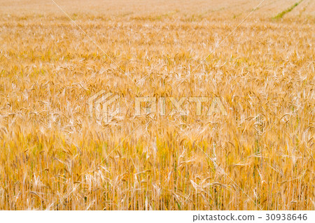 Wheat starch Wheat starch 30938646