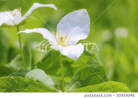 Ooba nano enlivis Ooba nano enlivis 30939046