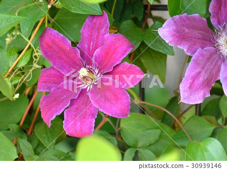 鐵線蓮花 30939146