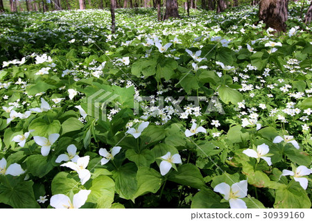 Ooba nano enamore and two wheel 30939160