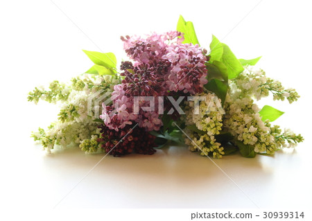 Lilac Lilac 30939314