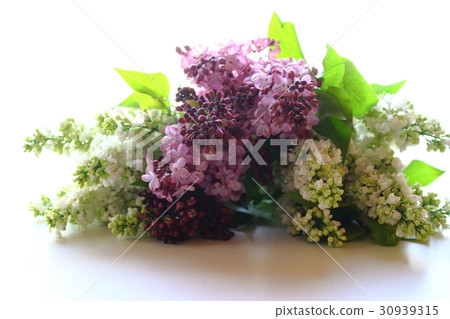 Lilac Lilac 30939315