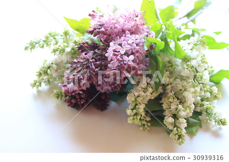 Lilac Lilac 30939316