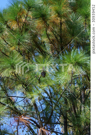 Great pine cones 30939452