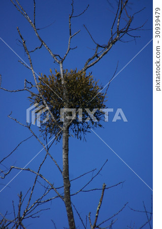 Parasitic winter mistletoe 30939479