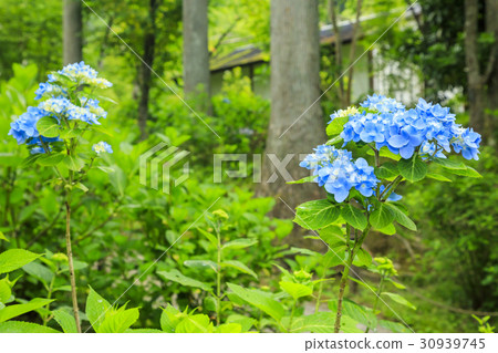 Sanzenin fresh green Sanzenin fresh green 30939745