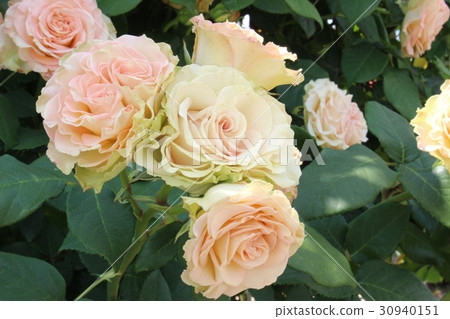 Emerald Isle 30940151