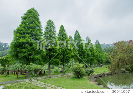 一排落羽松 30941007