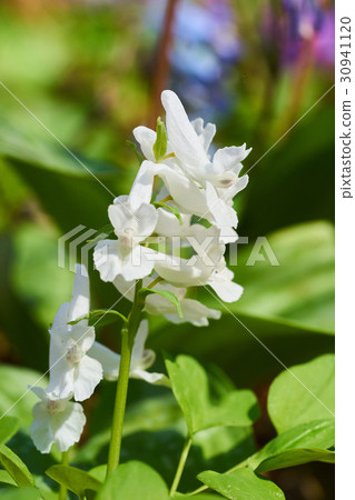 白色Ezoengosaku 30941120