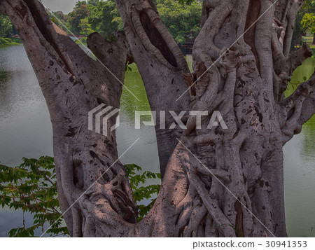 (Close up) big old tree. 30941353